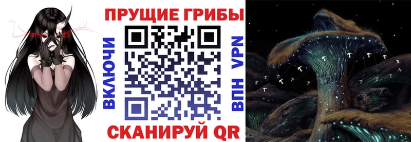 где продают   Усть-Лабинск  Псилоцибиновые грибы мицелий 